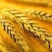 Iran ramps up wheat buying