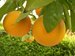 Asian bacteria threatens Florida oranges