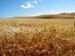 Barley crop can bring N$200 million boost to local farmers says Namibia Breweries 