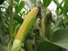 SA yellow maize futures rise to 15-month high